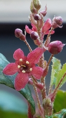 Ribes viburnifolium
