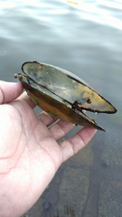 Anodontites trapesialis