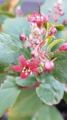 Ribes viburnifolium