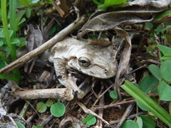 Osteopilus dominicensis