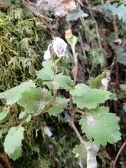 Jovellana repens