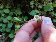 Jovellana repens