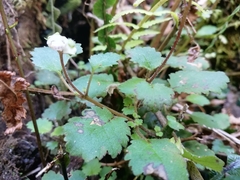 Jovellana repens