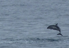Sagmatias obscurus
