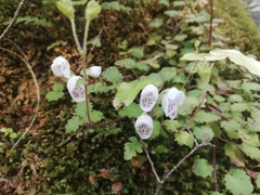 Jovellana repens