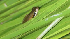 Litoria adelaidensis