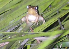 Litoria adelaidensis