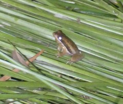 Litoria adelaidensis