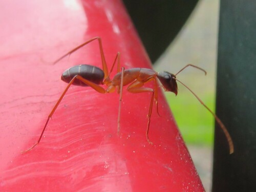 Camponotus tricoloratus