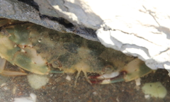 Charybdis japonica