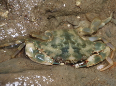 Charybdis japonica