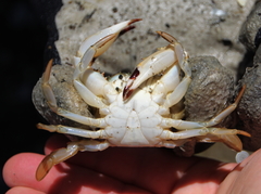 Charybdis japonica