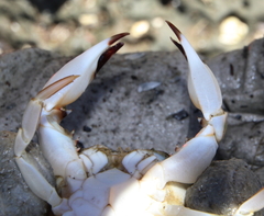 Charybdis japonica