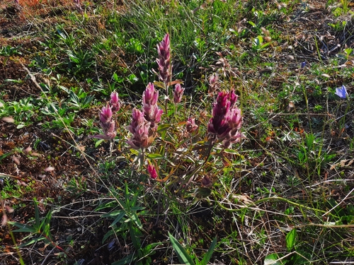 Image of Castilleja elegans by (c) Stella Fish, some rights reserved (CC BY)