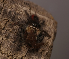 Phidippus johnsoni