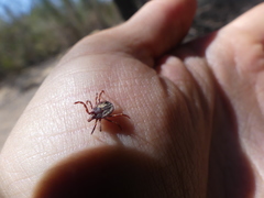 Amblyomma triguttatum