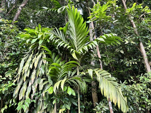wild areca palm (Areca triandra)