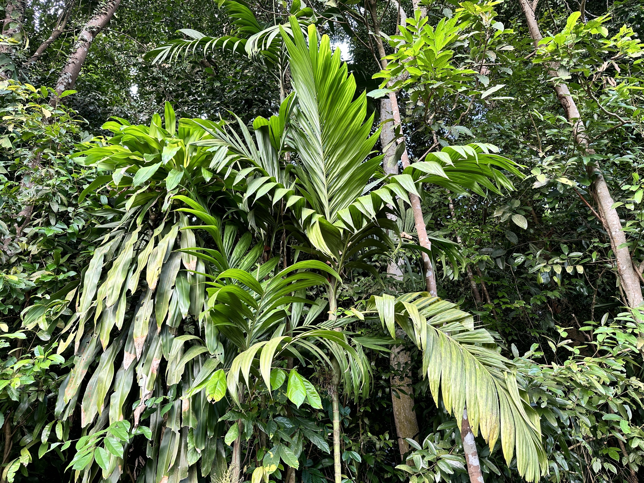 Wild Areca Palm (Areca triandra)