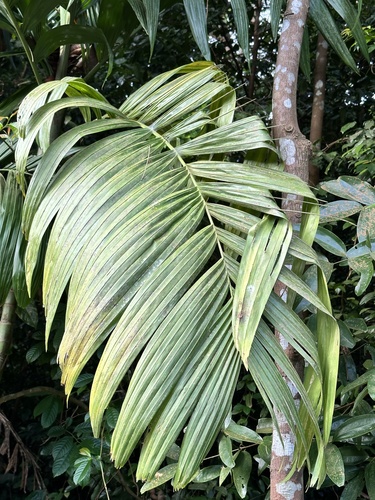 Areca triandra, photograph 4