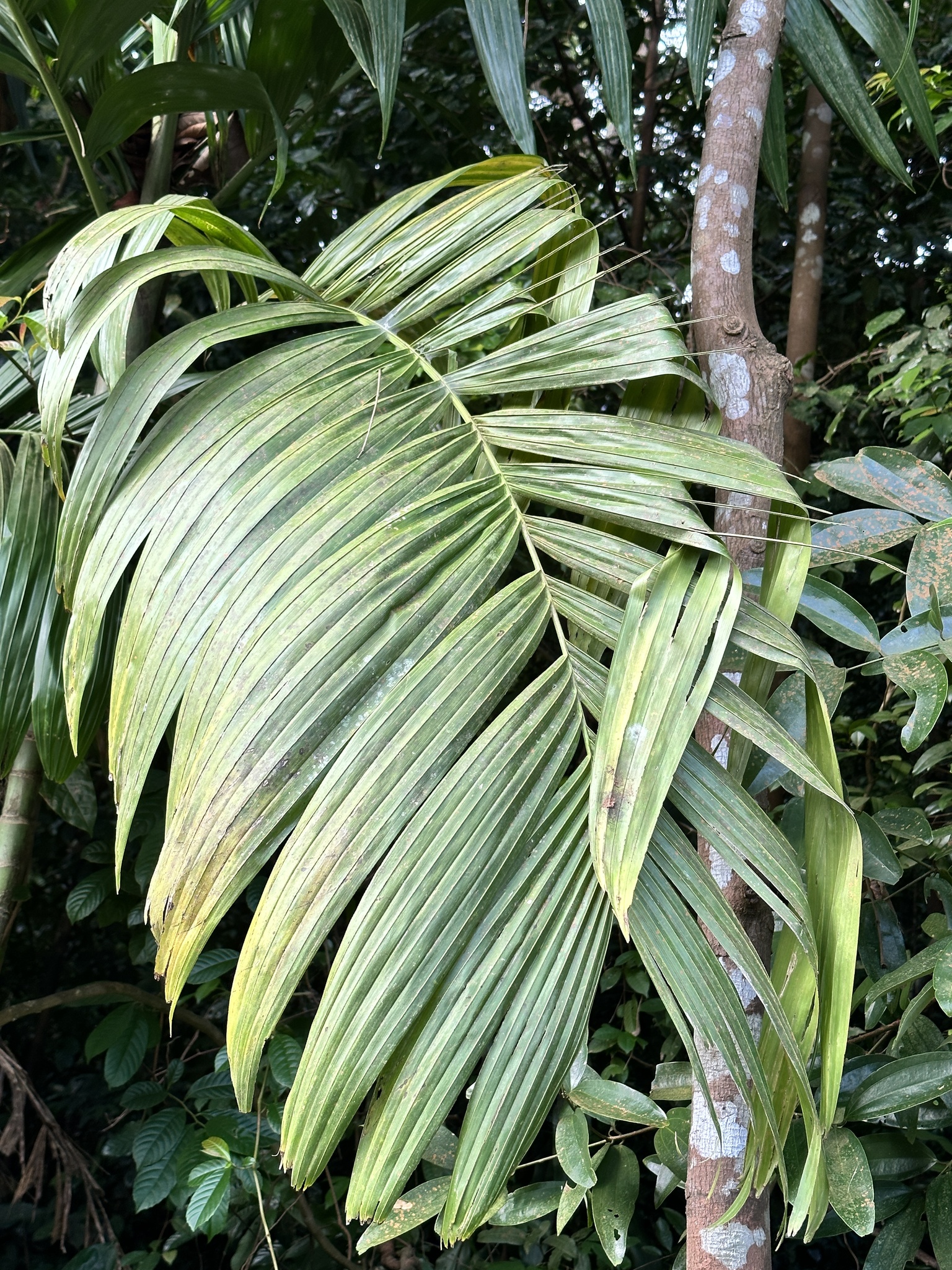 Imagem de areca