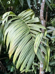 Areca triandra, photograph (c) scallions, some rights reserved (CC BY)