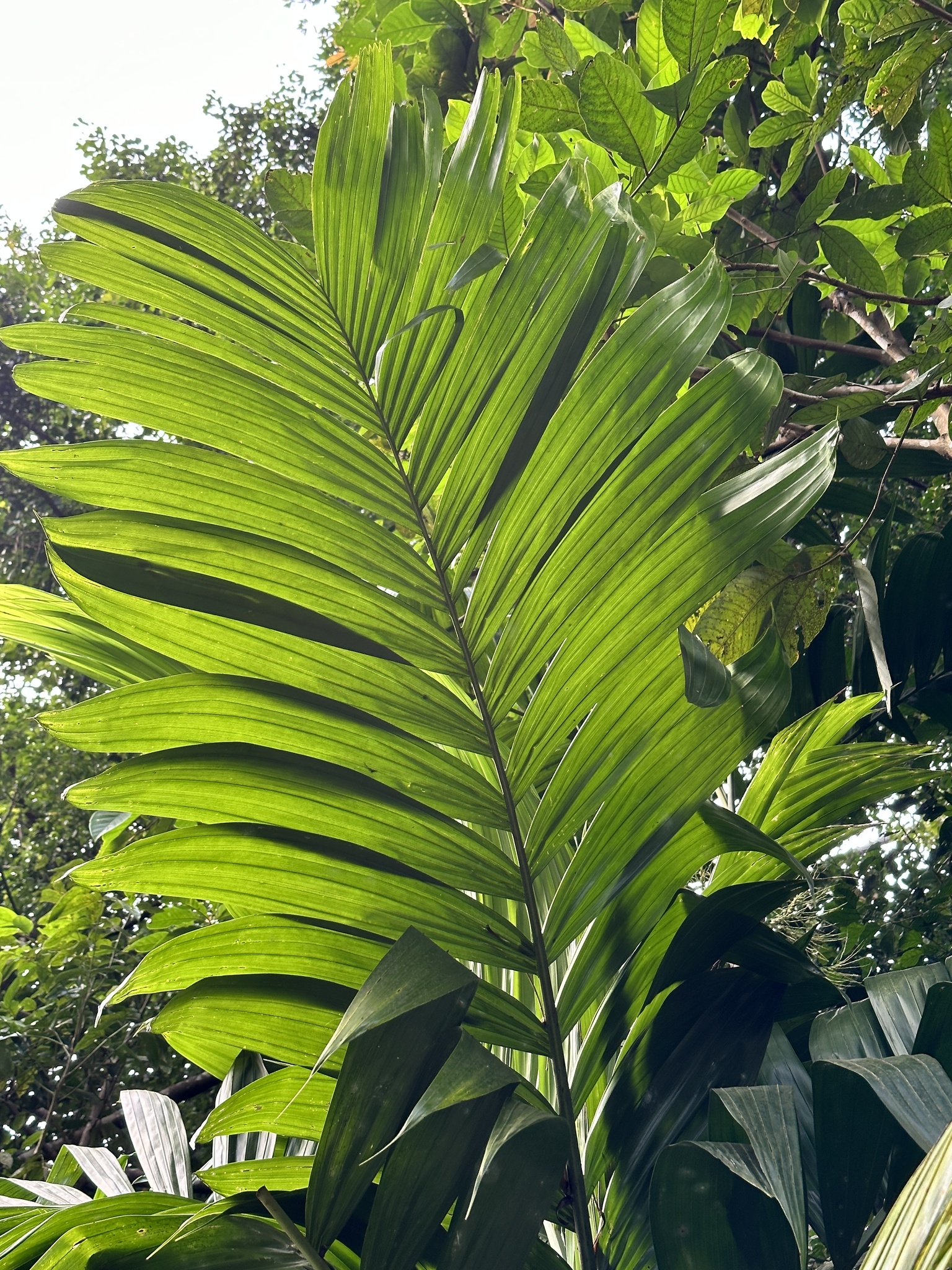 Imagem de areca