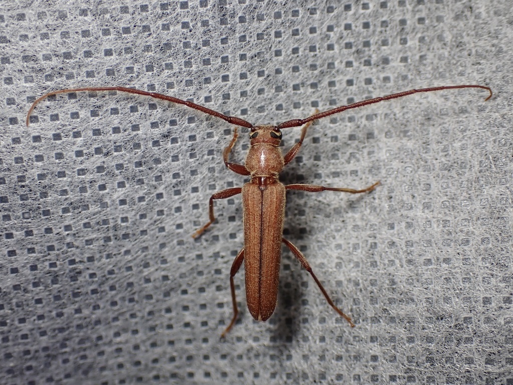 Oeme rigida deserta