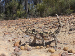 Moloch horridus