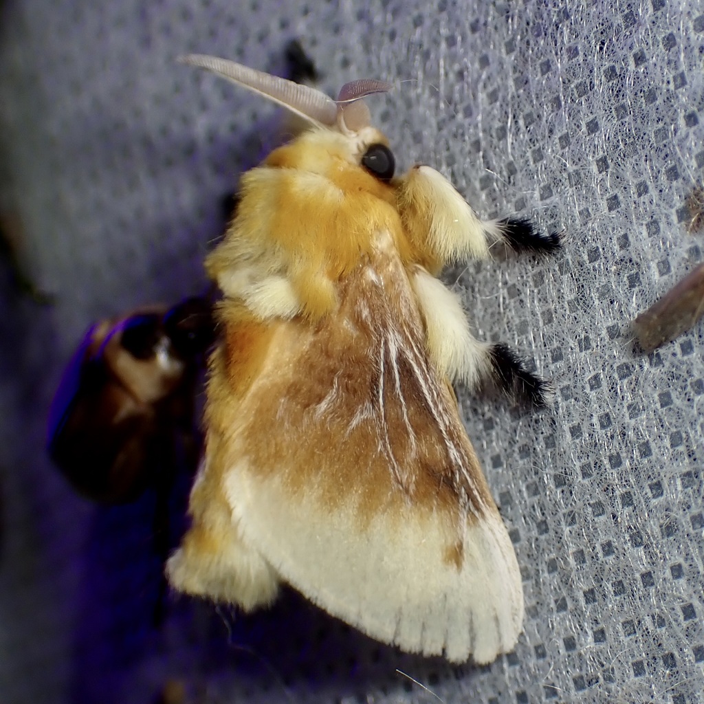 Asp Caterpillar