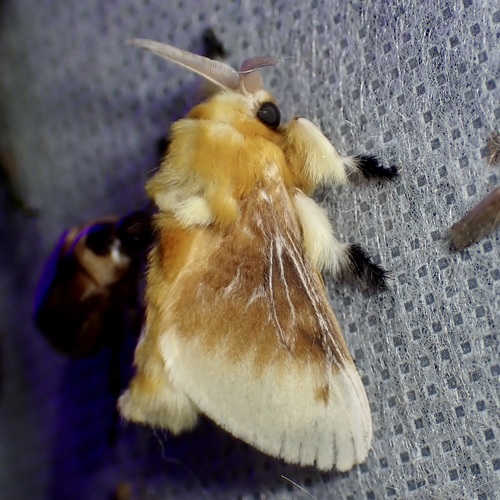 Asp Caterpillar