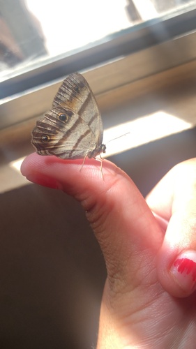 Penelope's Ringlet