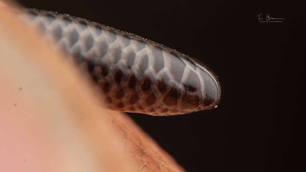 Incognito Thread Snake from Lilongwe, MW on July 26, 2023 at 11:32 AM ...