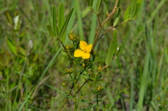 Rhexia lutea