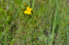 Rhexia lutea