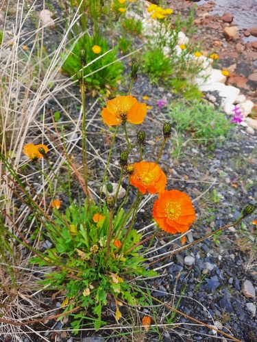McConnell's Poppy (Oreomecon mcconnellii)