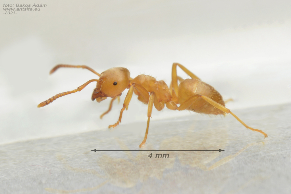 Lasius mixtus