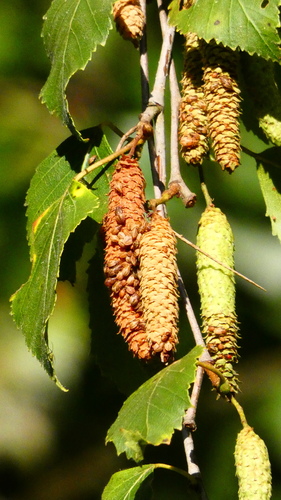 Iberian White Birch
