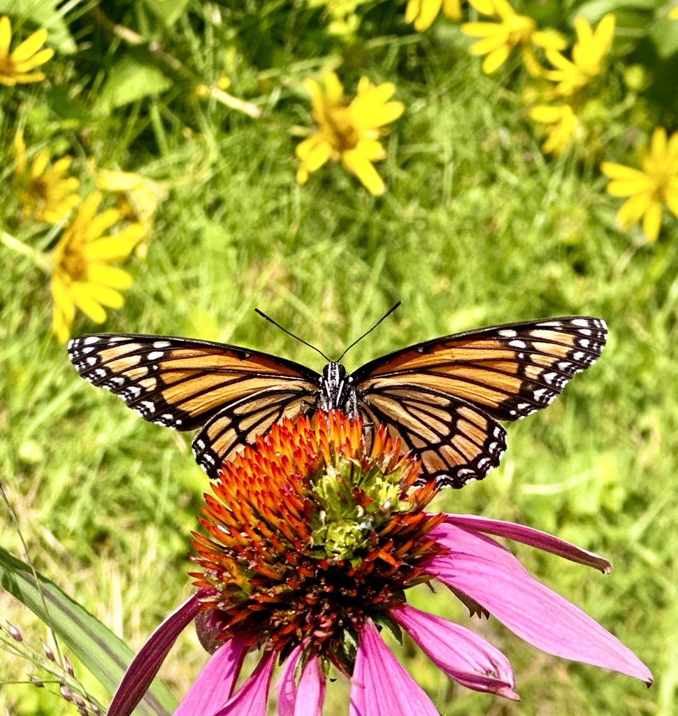 Viceroy from Cass Park, Rink and Pool, Ithaca, NY, US on July 26, 2023