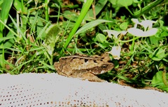 Rhinella crucifer