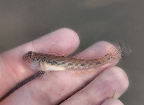 Monkey Goby