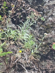 Carlina salicifolia image