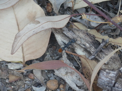 Myrmecia mandibularis