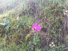 Dodecatheon