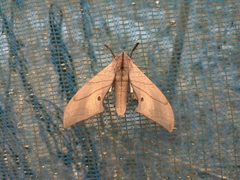 Marumba cristata bukaiana