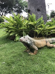 Iguana iguana