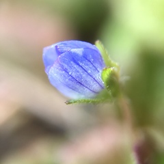 Veronica persica