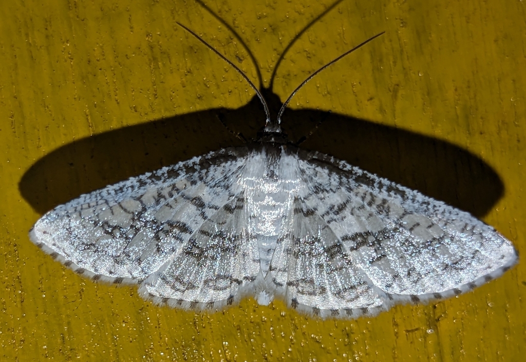 Window Winged Moths From 790103 On July 26 2023 At 10 17 PM By   Large 