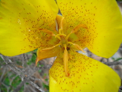 Calochortus weedii