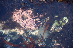 Calliarthron tuberculosum