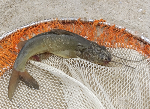 Langbaard-stekelmeerval (Mystus gulio) — Bagridae — 2